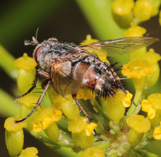 Linnaemya vulpina