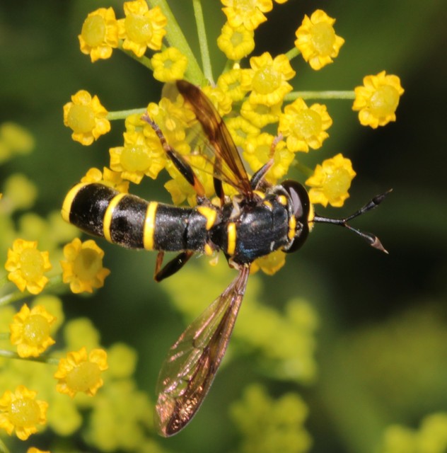 Ceriana conopsoides - nagy hosszúcsápúlégy