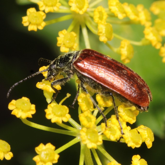 Omophlus proteus - közönséges pejbogár Omophlus proteus - közönséges pejbogár
