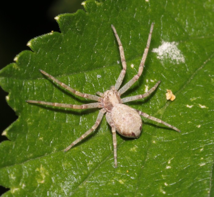Philodromus