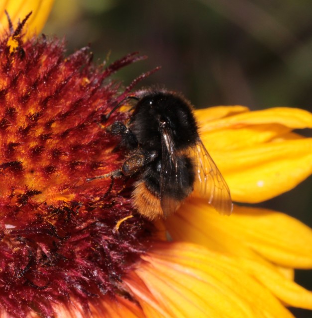 Bombus ruderarius