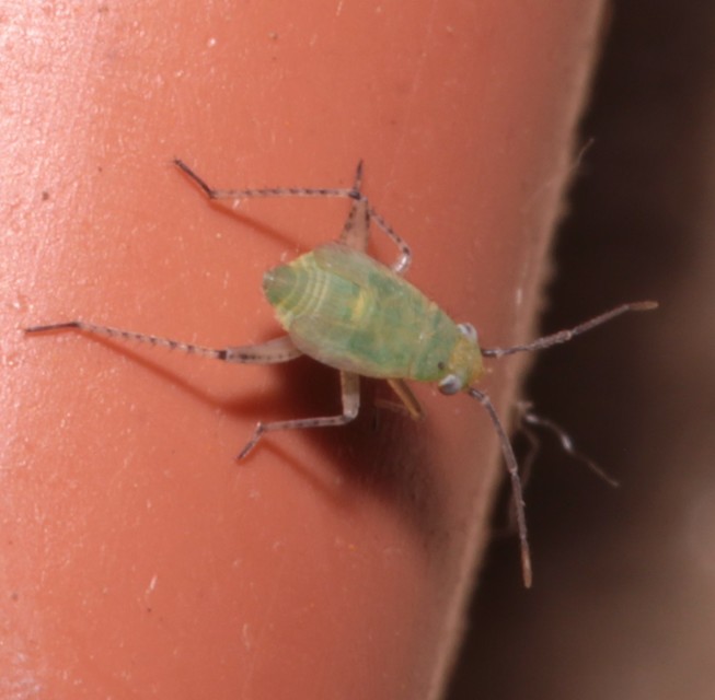 Plagiognathus Plagiognathus