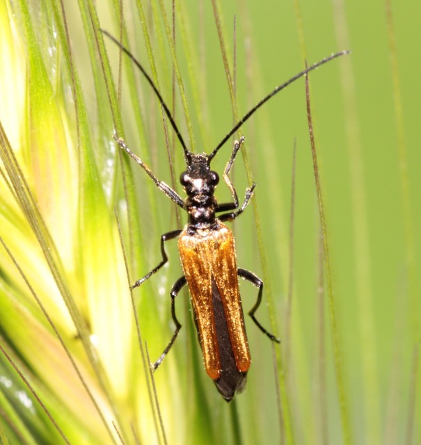 Oedemera femorata - sárgahátú álcincér