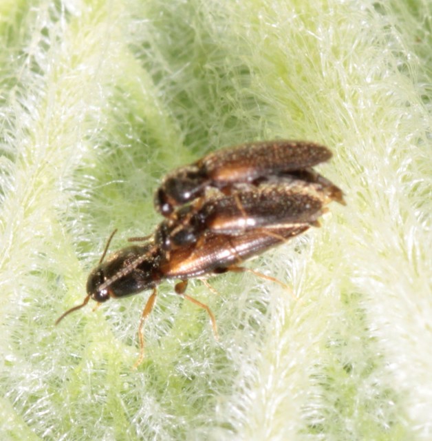 Adrastus rachifer - közönséges cserjepattanó