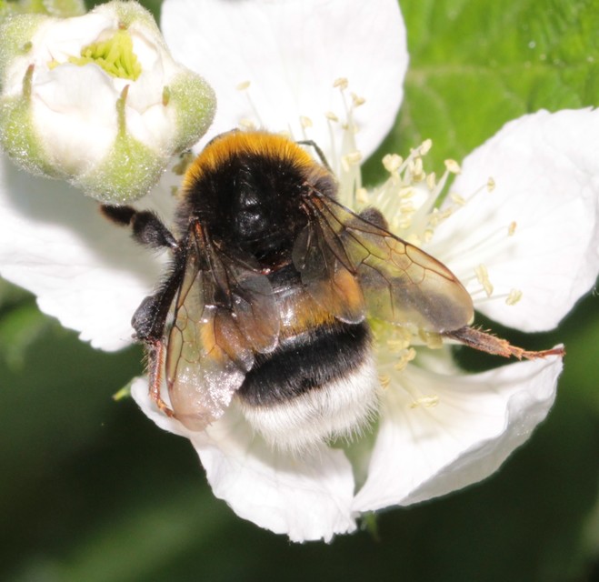 Bombus terrestris/lucorum