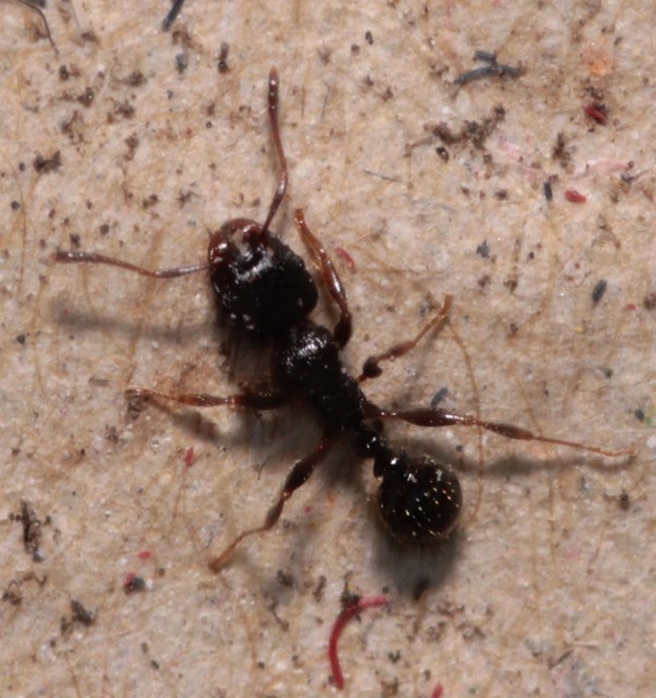 Tetramorium