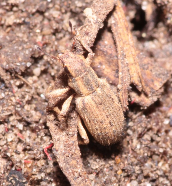 Sitona macularius - borsó-csipkézőbogár