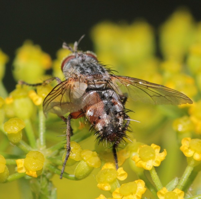 Linnaemya vulpina