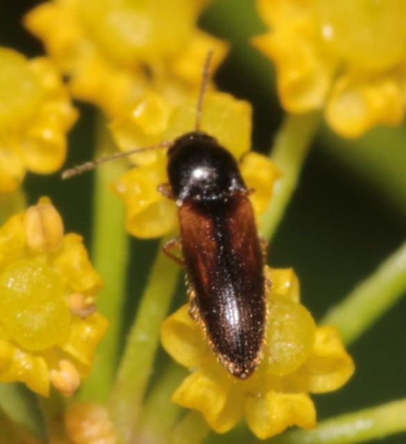Adrastus rachifer - közönséges cserjepattanó