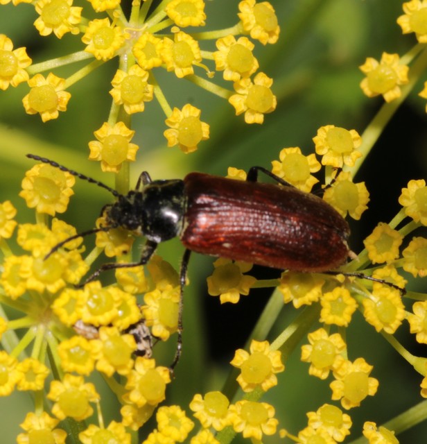 Omophlus proteus - közönséges pejbogár Omophlus proteus - közönséges pejbogár