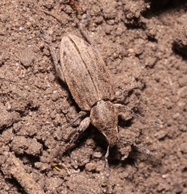 Tanymecus dilaticollis - kukorica-hegyesfarúbarkó