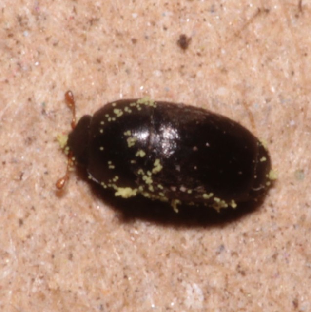 Meligethinae