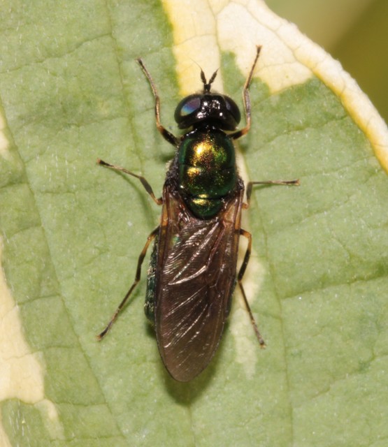 Chloromyia
