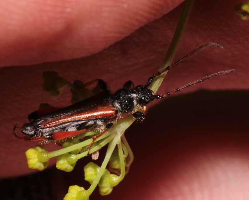 Stenopterus rufus - tarkacsápú keskenyfedőscincér