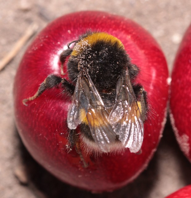 Bombus terrestris/lucorum