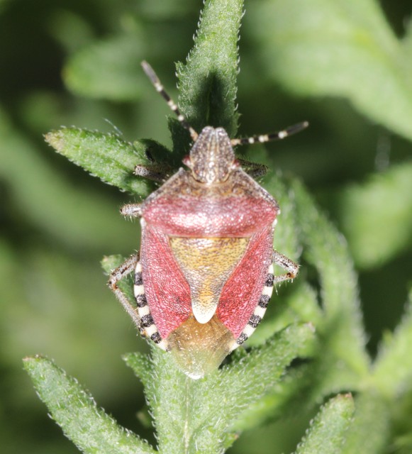 Dolycoris baccarum - közönséges bogyómászó-poloska