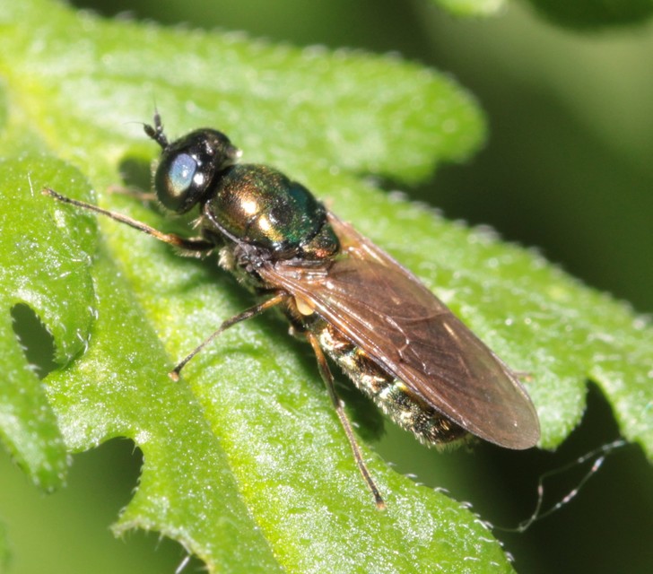 Chloromyia formosa - közönséges fémeslégy