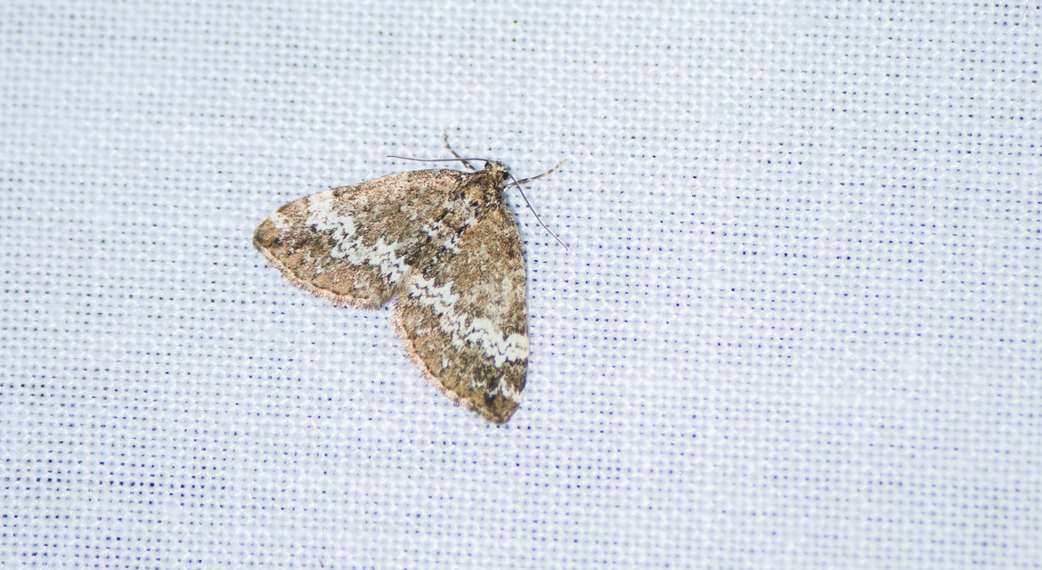 Perizoma alchemillata - árvacsalán-araszoló