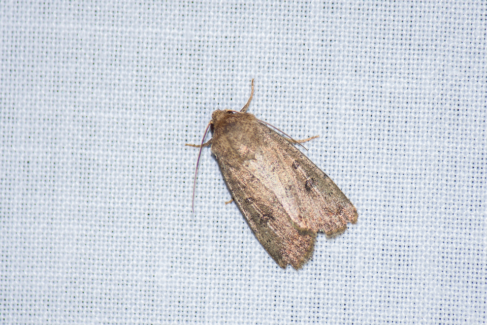 Hoplodrina octogenaria - barna selymesbagoly