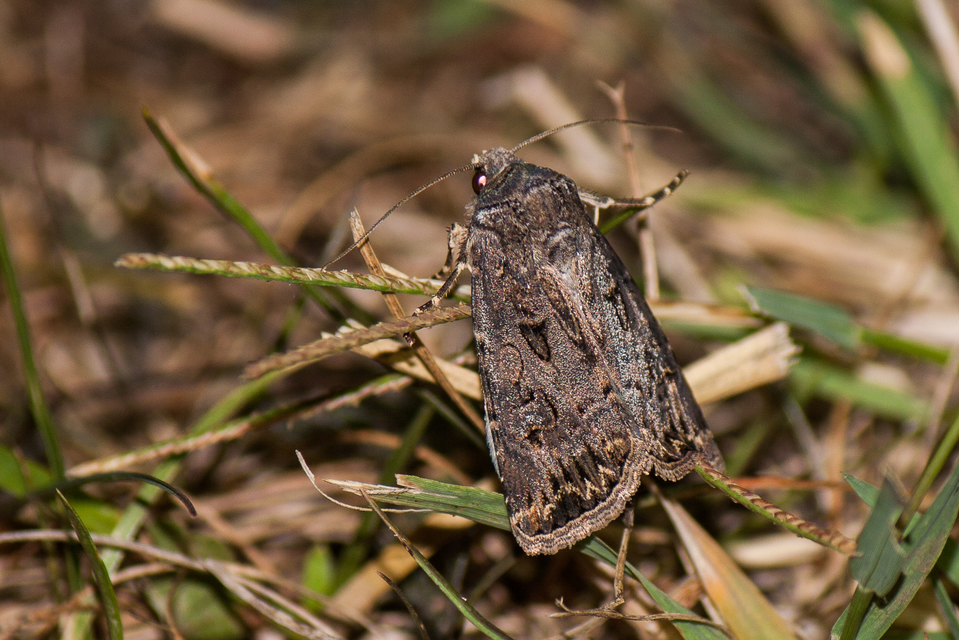 Agrotis bigramma - kétjegyű földibagoly
