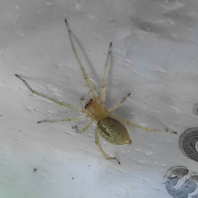 Cheiracanthium