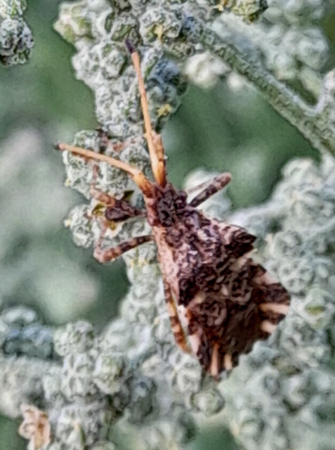 Centrocoris