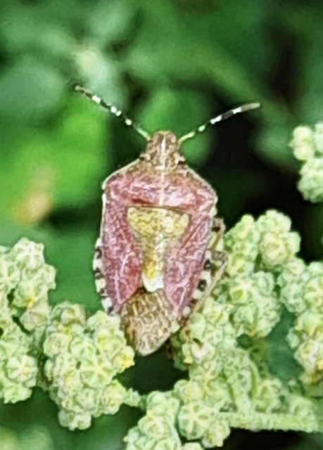 Dolycoris baccarum - közönséges bogyómászó-poloska