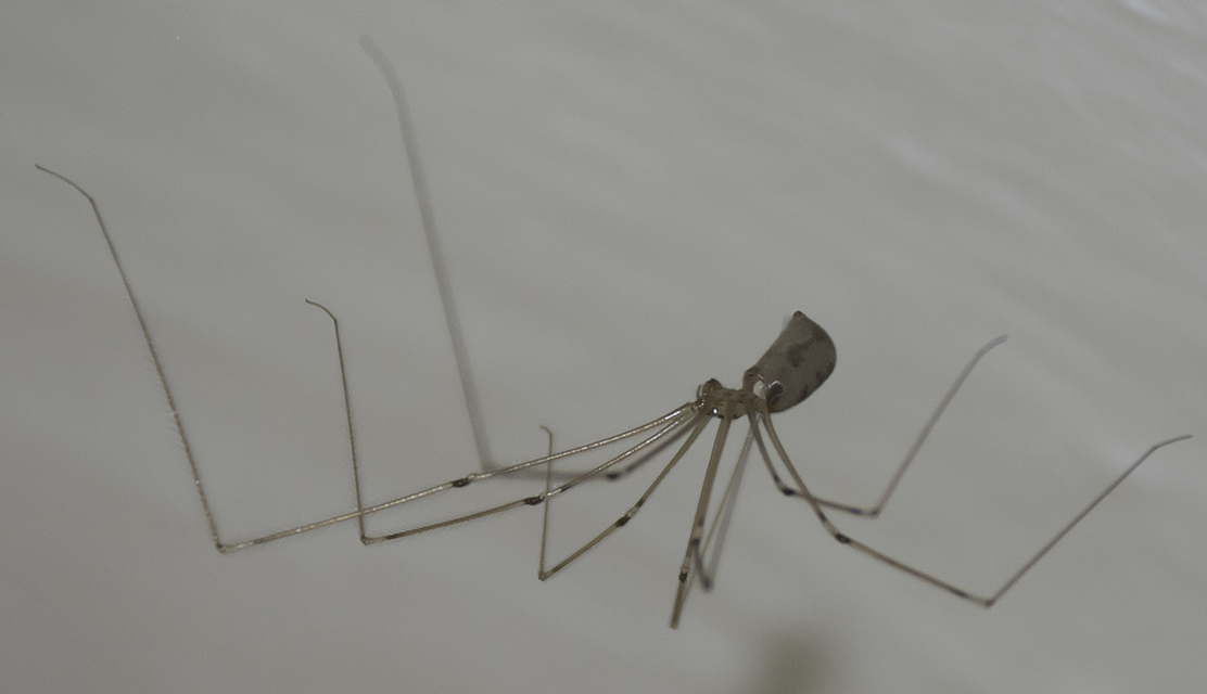 Pholcus phalangioides - nagy álkaszáspók Pholcus phalangioides - nagy álkaszáspók