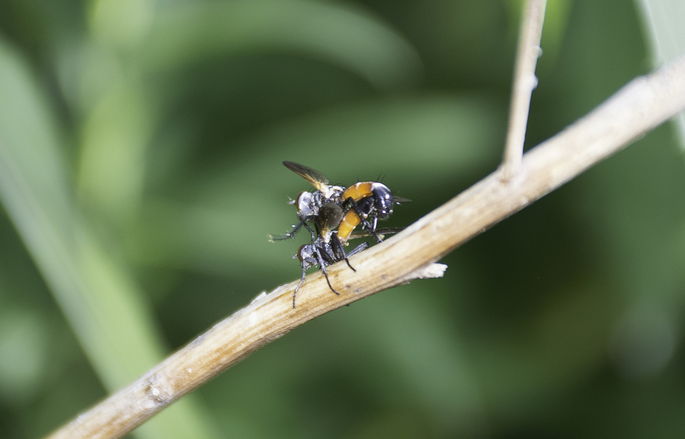 Cylindromyia