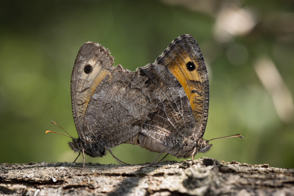 Arethusana arethusa - közönséges szemeslepke