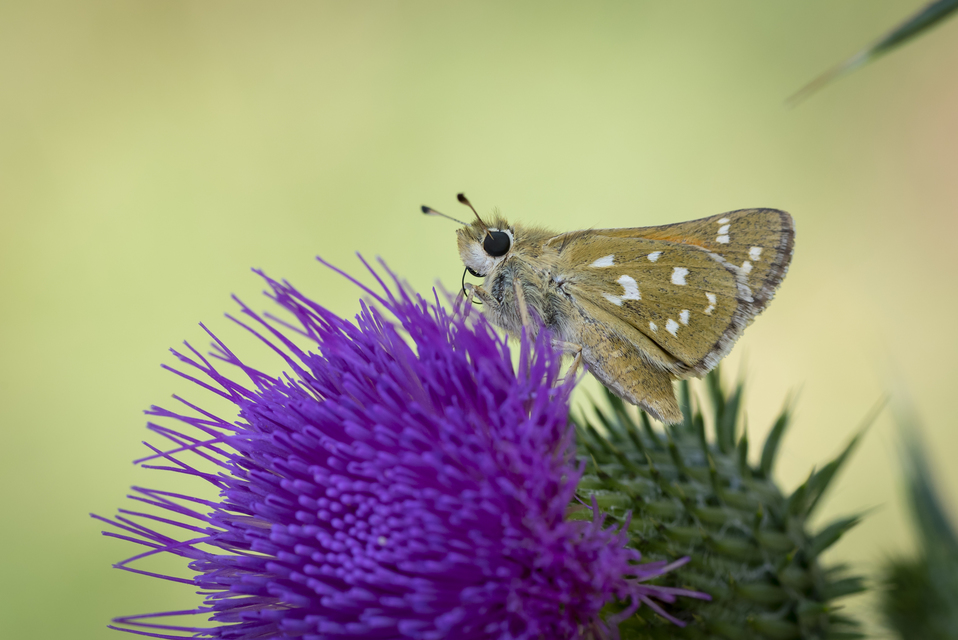 Hesperia comma - vesszős busalepke