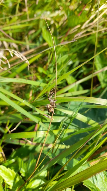 Araneus quadratus - négyes keresztespók