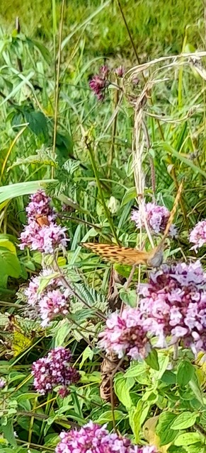 Stictoleptura rubra - vörös virágcincér
