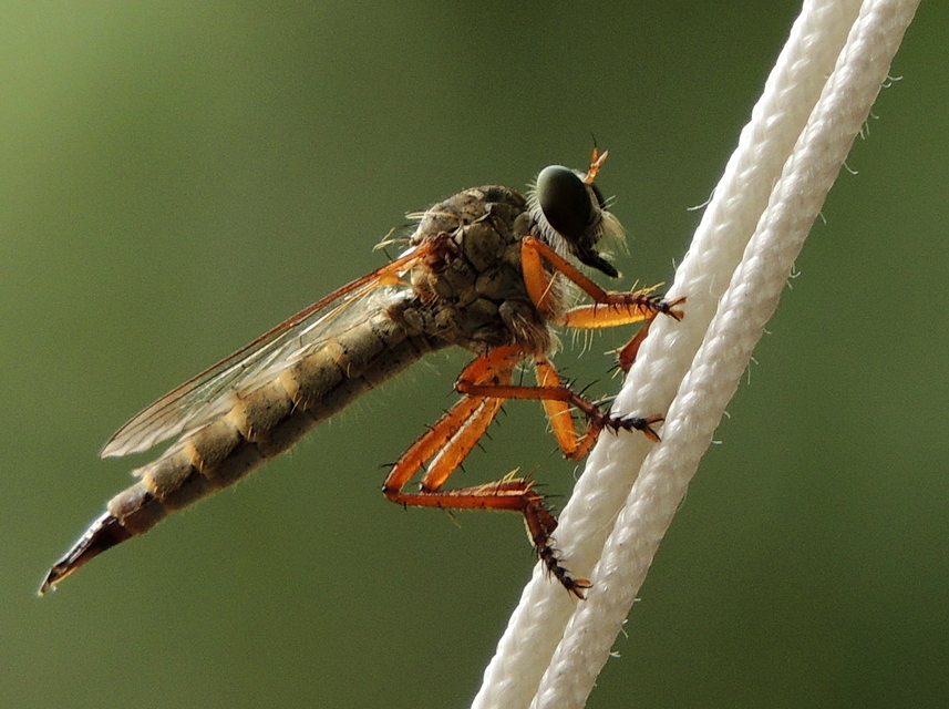 Aneomochtherus flavicornis