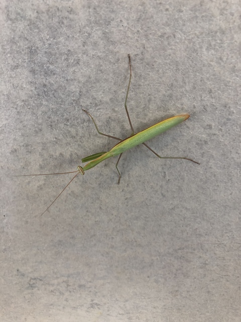 Mantis religiosa - imádkozósáska