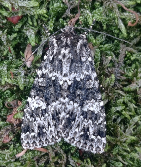 Polymixis polymita - kankalin-tarkabagoly