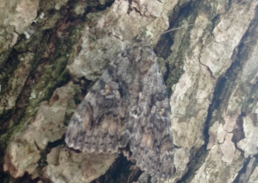 Catocala sponsa - tölgyfa-övesbagoly