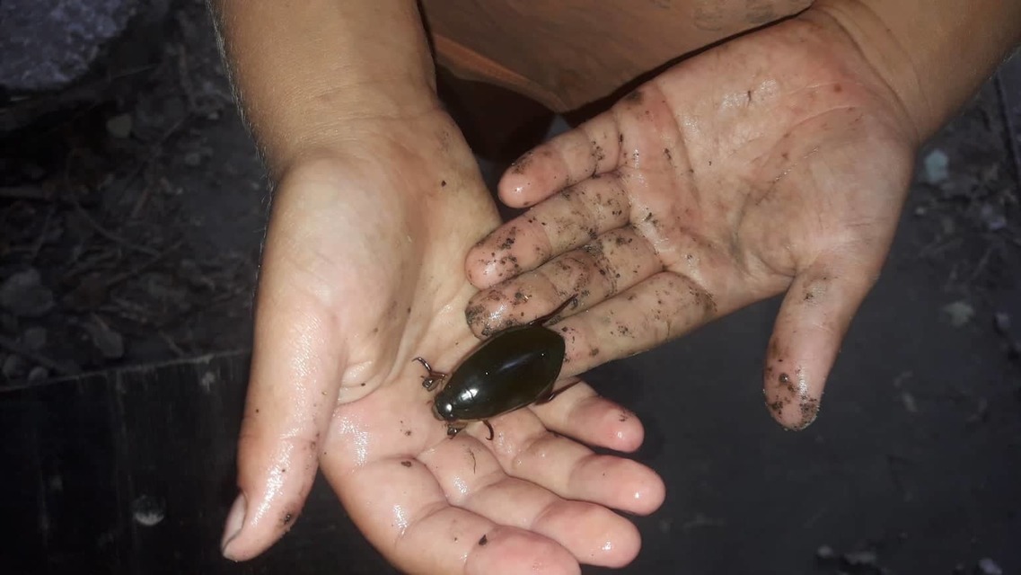 Cybister lateralimarginalis - nagy búvárbogár
