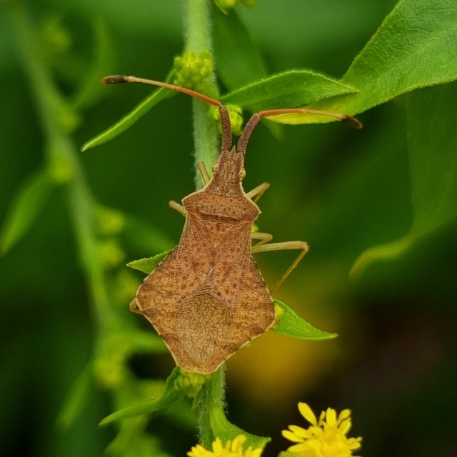 Syromastus rhombeus - vitorlás karimáspoloska