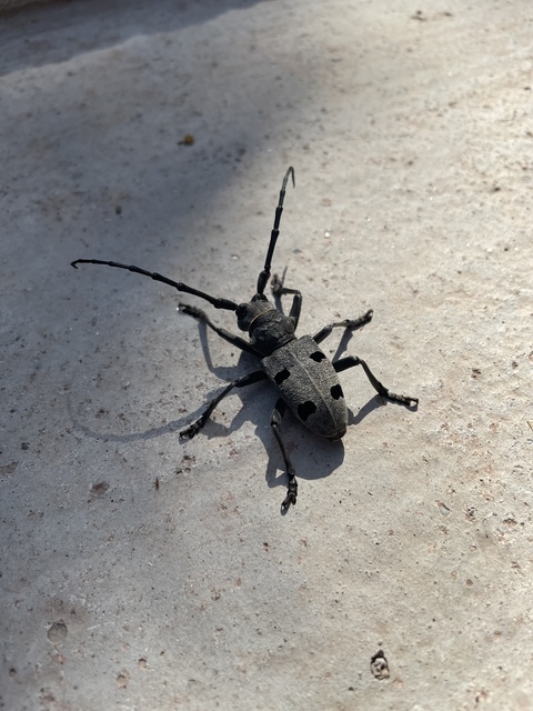 Morimus asper funereus - gyászcincér