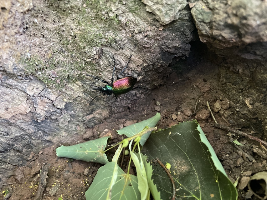 Calosoma sycophanta - aranyos bábrabló