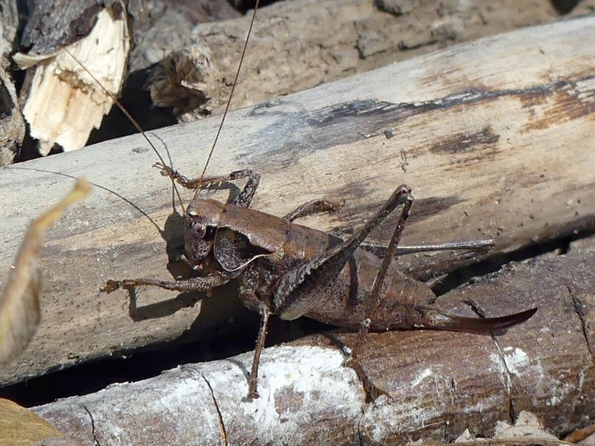 Pholidoptera griseoaptera - szürke avarszöcske
