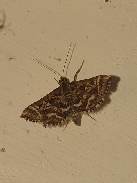 Diasemia reticularis - betűmintás tűzmoly