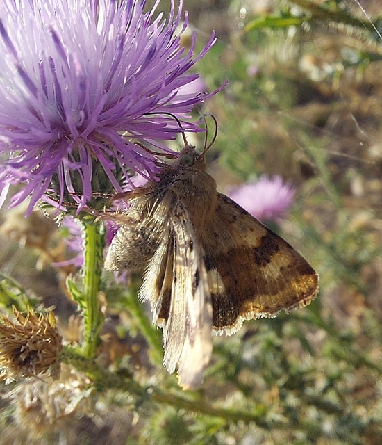 Heliothis viriplaca - mácsonyabagoly