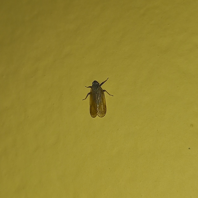 Cixiidae - recéskabócák