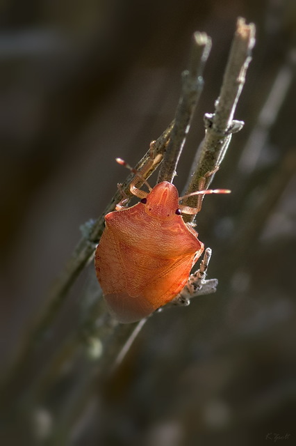 Peribalus strictus - tavaszi címerespoloska Peribalus strictus - tavaszi címerespoloska