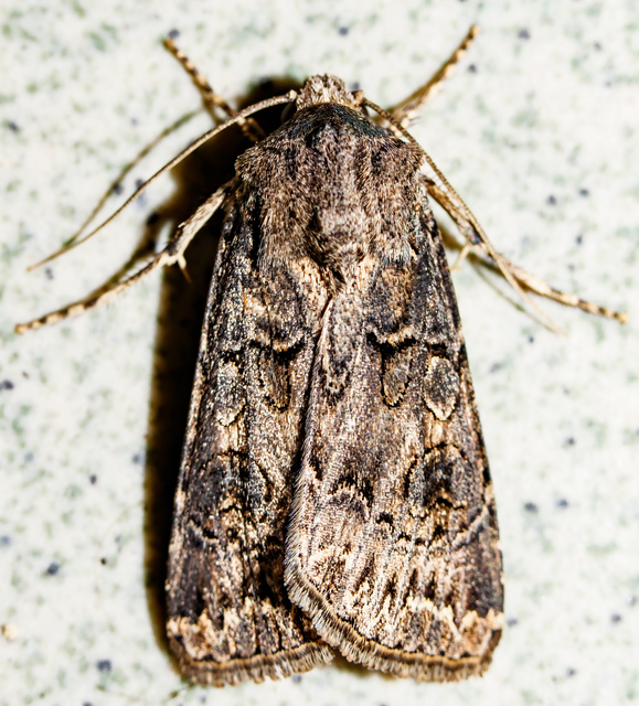 Agrotis bigramma - kétjegyű földibagoly