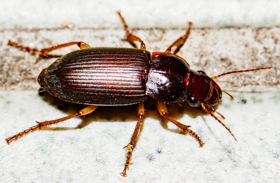 Harpalus griseus - kis selymesfutó