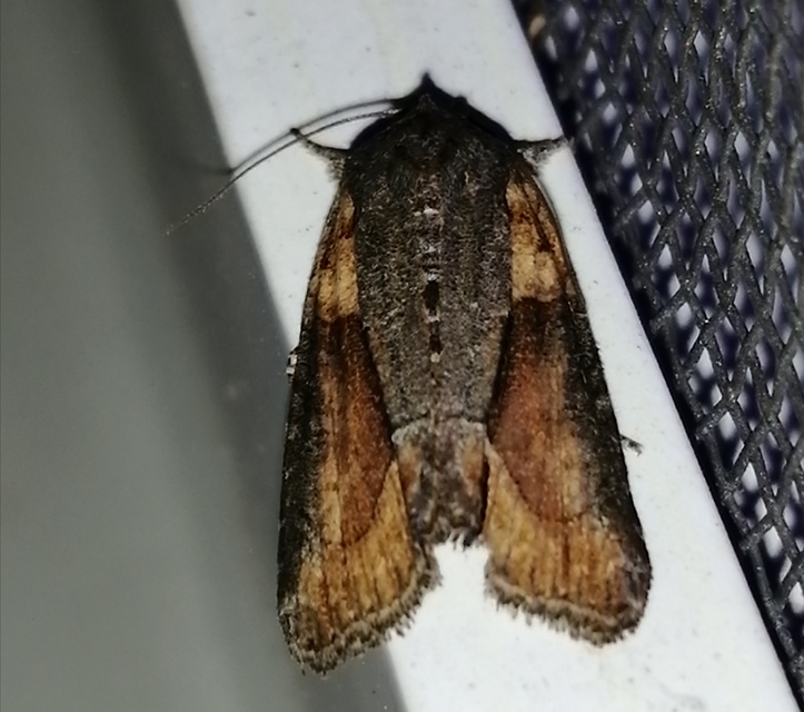 Bryophila raptricula/felina