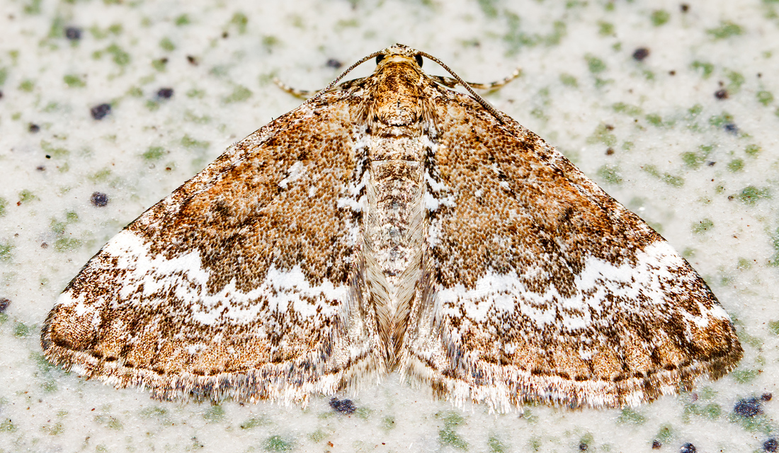Perizoma alchemillata - árvacsalán-araszoló